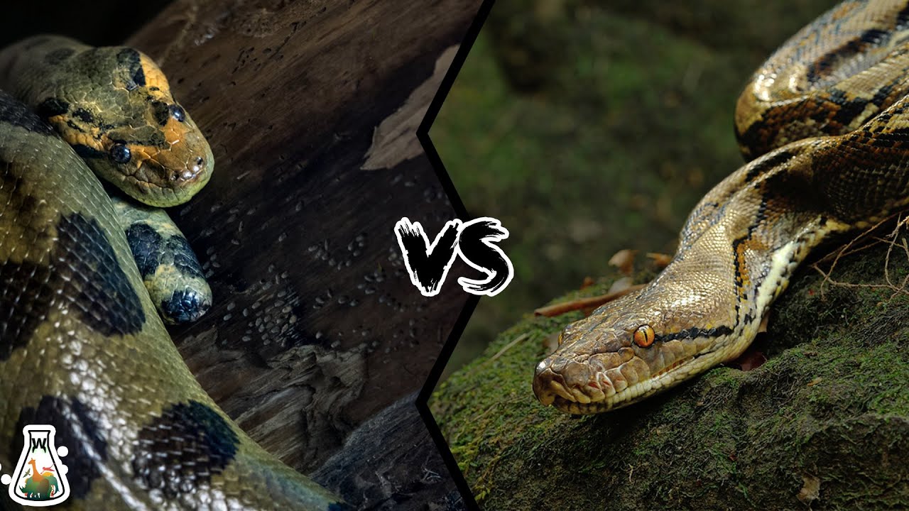 python vs boa vs anaconda