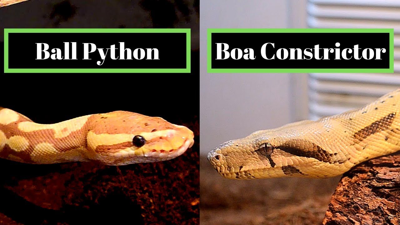 python vs boa vs anaconda